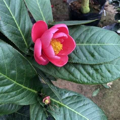 海棠茶花種植